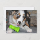 Search for merle postcards Puppy