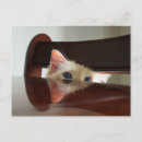 Search for peeking postcards Cat