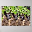 Search for llama animal posters Nature