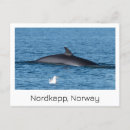 Search for nordkapp Norway