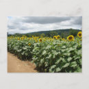 Search for farm postcards Flowers