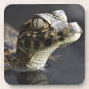 Search for crocodile barware Cayman