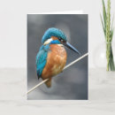 Search for kingfisher cards Fishing