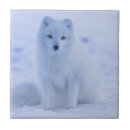 Search for arctic tiles Nature
