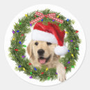 Search for christmas book accessories Dog