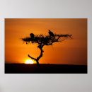 Search for acacia tree art Sunset