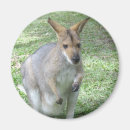 Search for wallaby magnets Australia