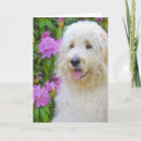 Search for goldendoodle cards Pup