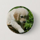 Search for stretch badges Retriever golden
