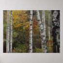 Search for foret Forest