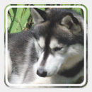 Search for siberian husky puppy stickers Canine