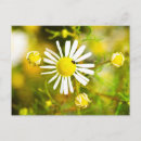 Search for blüte postcards Natur