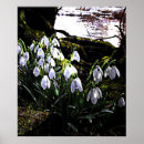 Search for snowdrop art Flowers