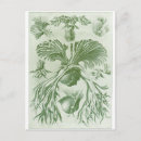 Search for ernst postcards Haeckel