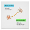 Search for neuroscience posters Neuron