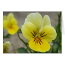 Search for viola cards Nature