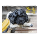 Search for newfies Puppies