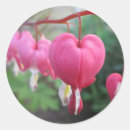 Search for dicentra Bleeding heart