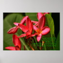 Search for frangipani flower art Botanical