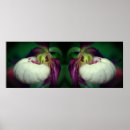 Search for slipper posters Orchid