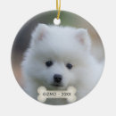 Search for japanese spitz Cute