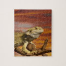 Search for bearded dragon puzzles Scales