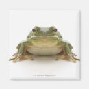 Search for green tree frog magnets Reptile