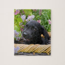 Search for labrador retriever puzzles Puppy