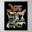 Search for riding posters Horse lover