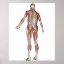 Search for musculoskeletal posters Work