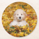 Search for mixed breed coasters Dog