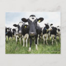 Search for looking at camera postcards Horizontal