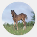 Search for thoroughbred horse stickers Grass