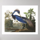 Search for audubon birds posters Blue