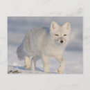 Search for anwr postcards Environment