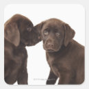 Search for chocolate labrador retriever stickers Cute