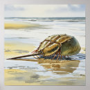 Search for horseshoer posters Horseshoe crab
