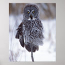 Search for intense posters Wildlife