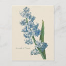 Search for blue hyacinth postcards Floral