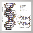 Search for acid posters Structure
