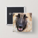 Search for shepherds badges Gsd