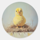 Search for nest stickers Chicken