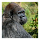 Search for silverback gorilla posters Wildlife