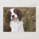 Search for bird hunt postcards Dog