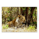Search for lioness cards Africa