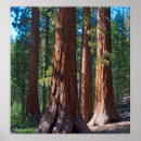 Search for redwood tree posters Usa