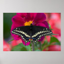 Search for blue zinnia posters Flower