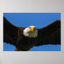 Search for prey posters Haliaeetus leucocephalus