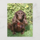 Search for miniature long haired dachshunds postcards Canine photographer