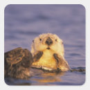 Search for monterey california stickers Animal